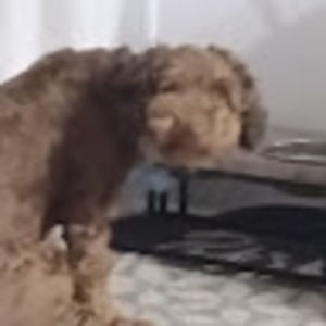 Meet your Posher, Jayla